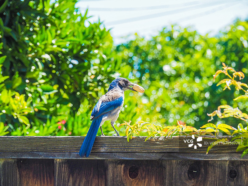 西丛鸦7图片素材