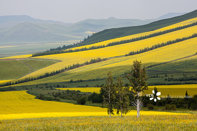七月呼伦草原图片素材