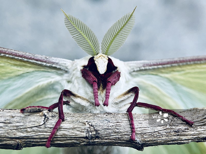 月神蛾图片素材