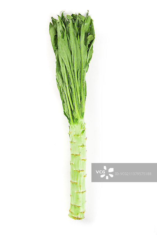 白底上的一根新鲜莴笋莴苣图片素材