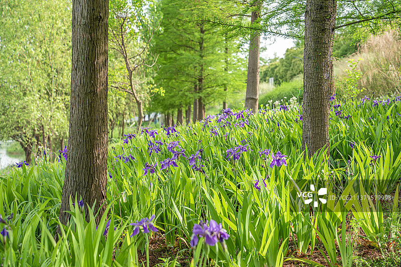 中国江苏南京江心洲树丛中的蝴蝶兰图片素材