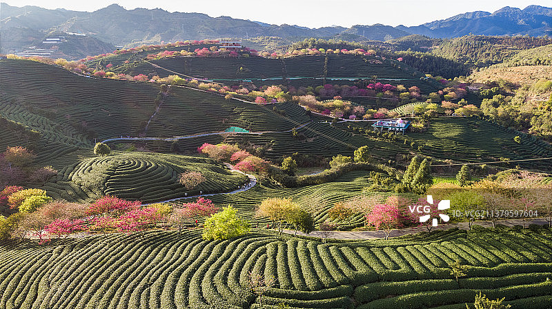 福建省,龙岩市,漳平市,永福樱花园,台品樱花园图片素材