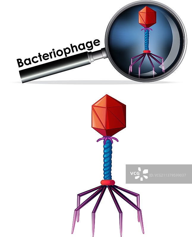 病毒噬菌体隔离物体特写图片素材