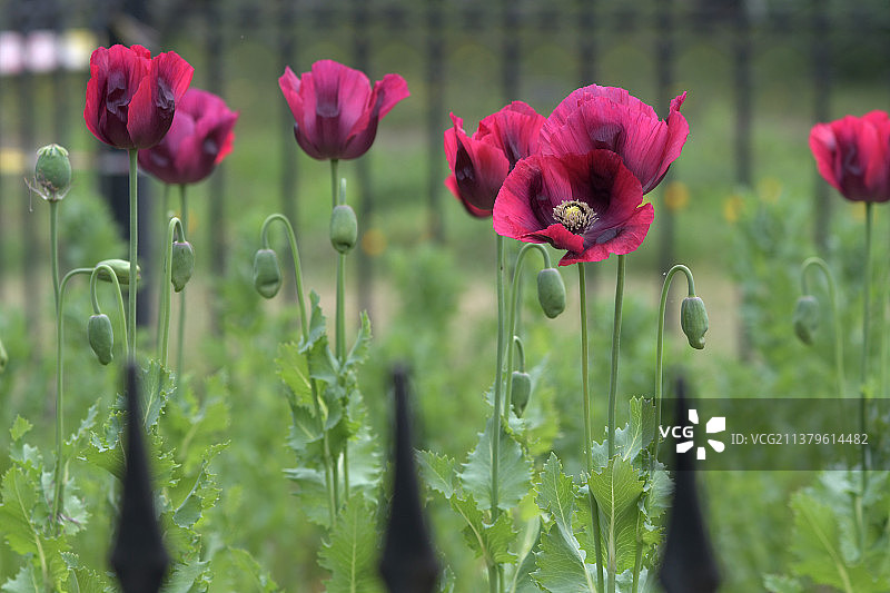 罂粟图片素材