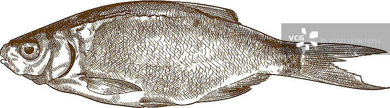 复古雕刻干鱼图片素材