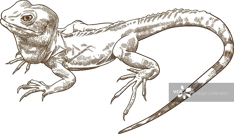 古代雕刻风的带冠蜥蜴图片素材