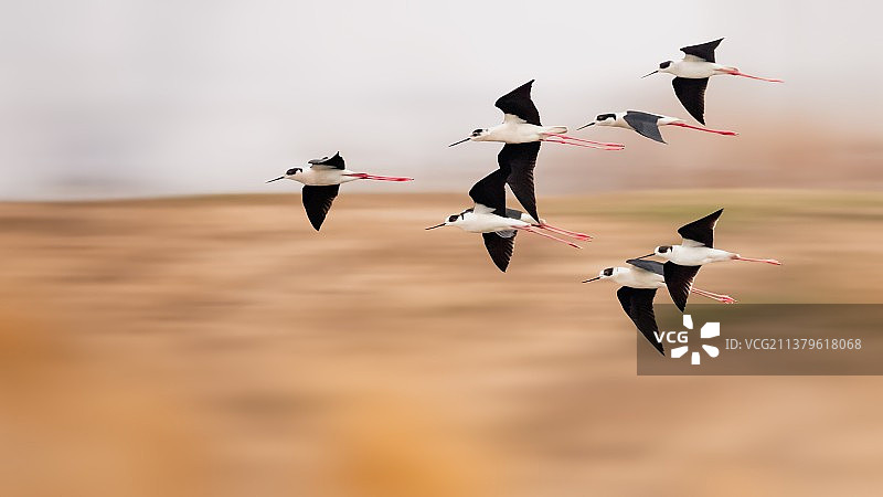 鹬鸟--编队走过图片素材