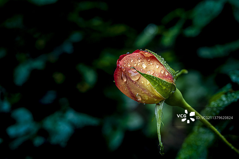 雨中玫瑰图片素材