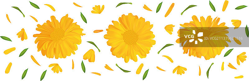 3D逼真万寿菊花与绿叶组合图片素材