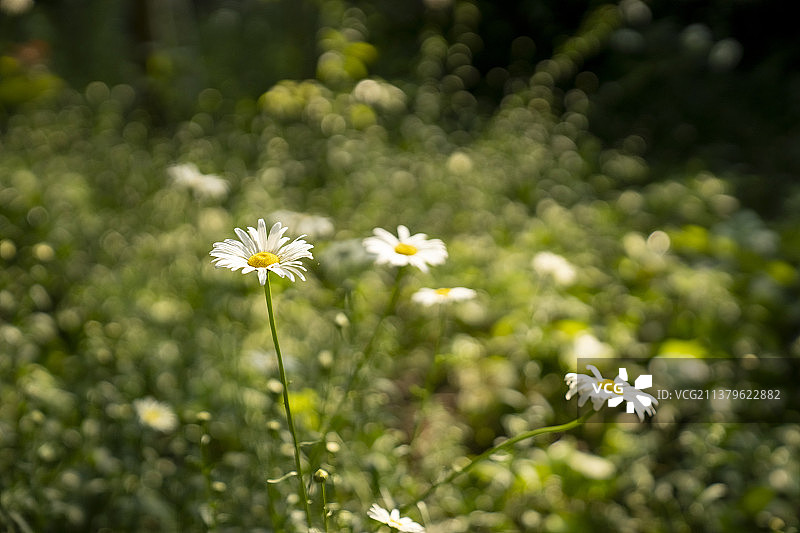 四月美丽的雏菊图片素材