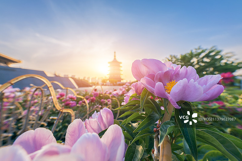 河南省隋唐洛阳城国家遗址公园天堂明堂景区芍药花开芳香四溢图片素材