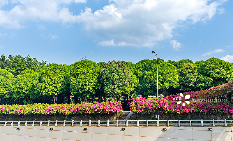 三角梅图片素材