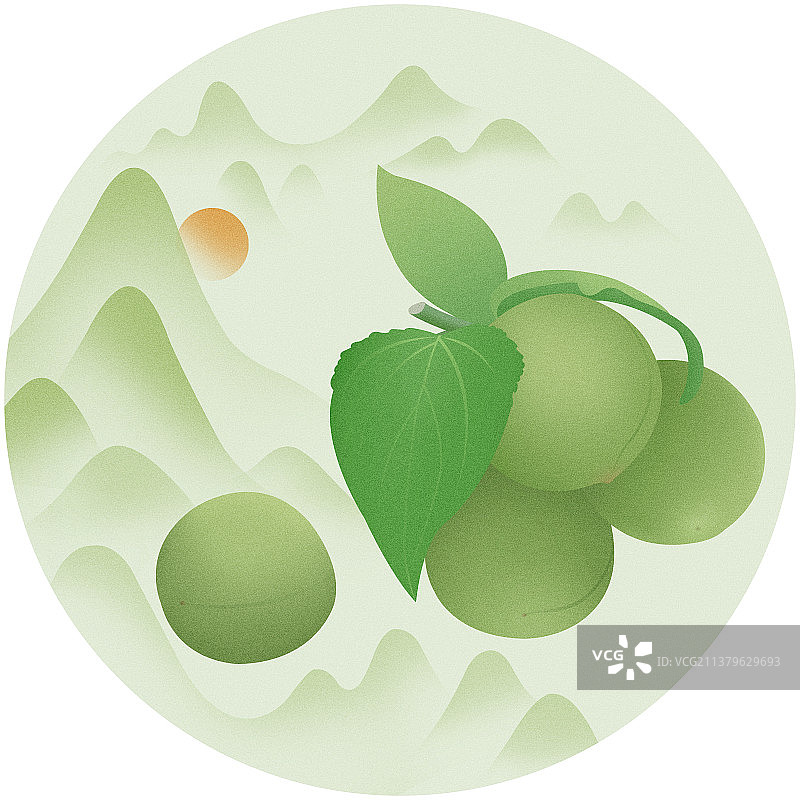 手绘写实逼真夏季新鲜水果青梅山水插画，水果饮料饮品酒包装插画图片素材
