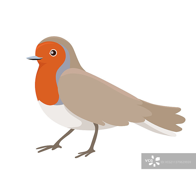 白色背景上的知更鸟图片素材