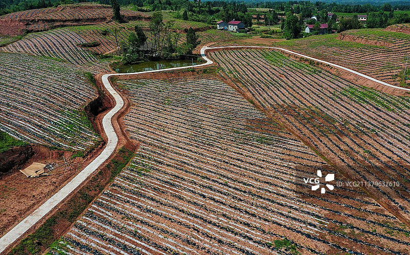 琴弦，摄于四川乐至，粮桑套种基地图片素材