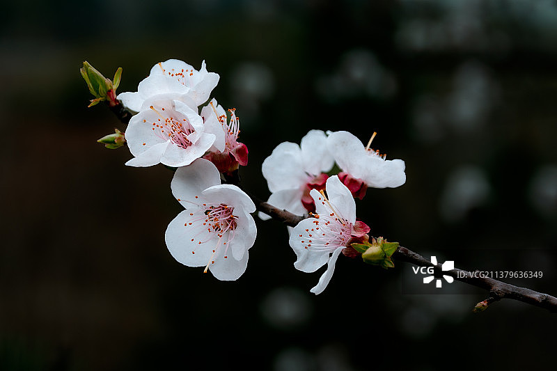 杏花图片素材