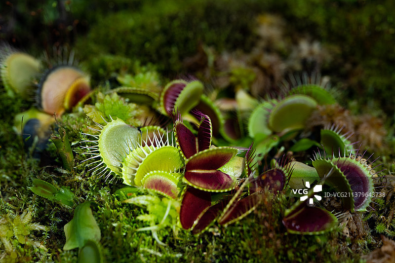 植物在野外生长的特写镜头图片素材