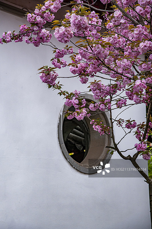 镇江北固山公园清晖亭墙窗与樱花图片素材