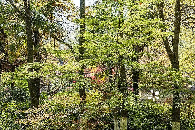 江苏镇江金山公园金山文化博览园林荫树影图片素材