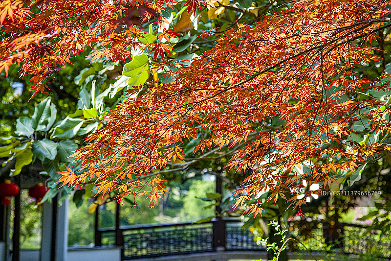 江苏苏州太仓弇山园园林图片素材