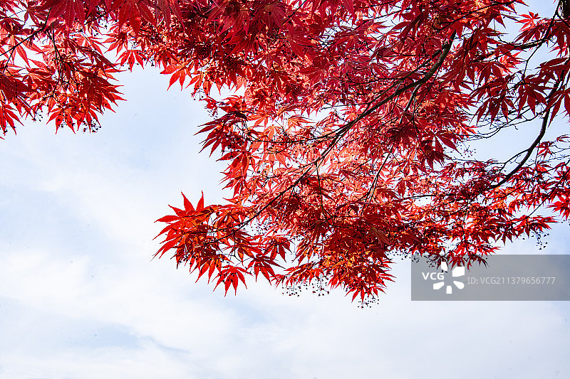 江苏苏州太仓弇山园园林图片素材