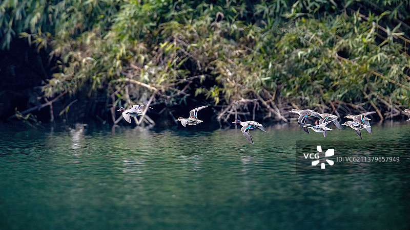 重庆綦河保护区绿翅鸭图片素材