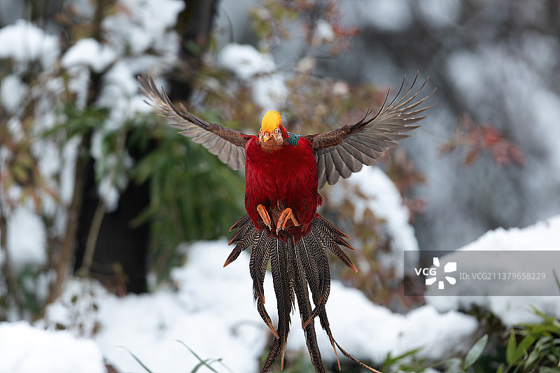 重庆山王坪保护区生态——红腹锦鸡图片素材
