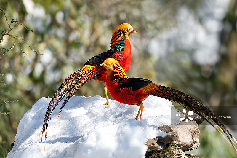 重庆山王坪保护区生态——红腹锦鸡图片素材
