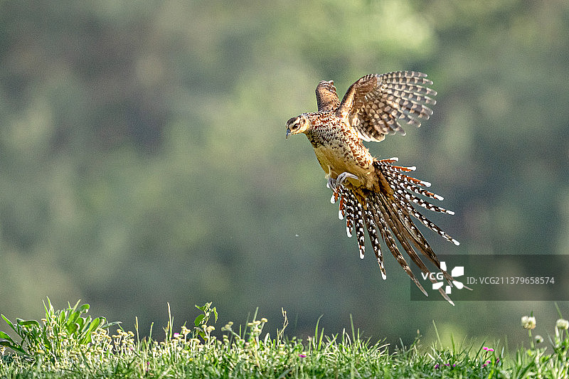 展翅高飞图片素材