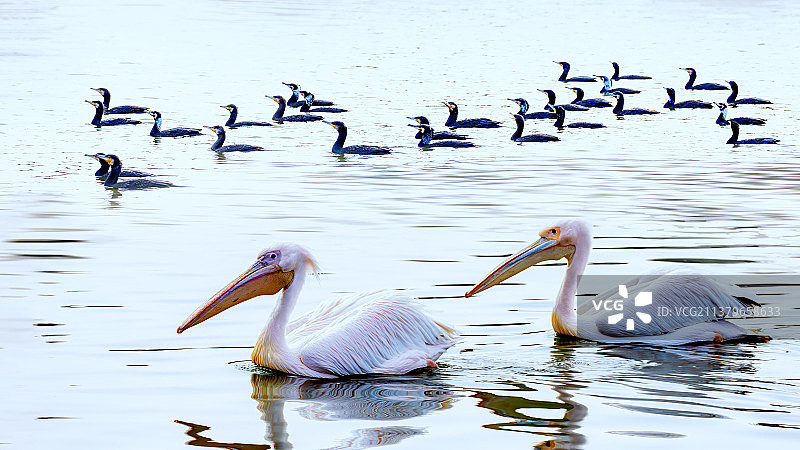 重庆野生动物园鹈鹕与鸬鹚图片素材
