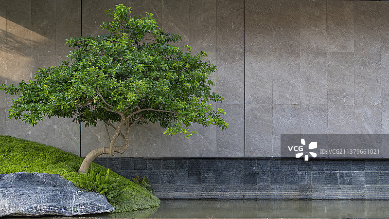 绿色植物和大理石墙面图片素材