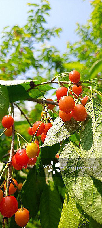 树上生长的樱桃特写镜头图片素材