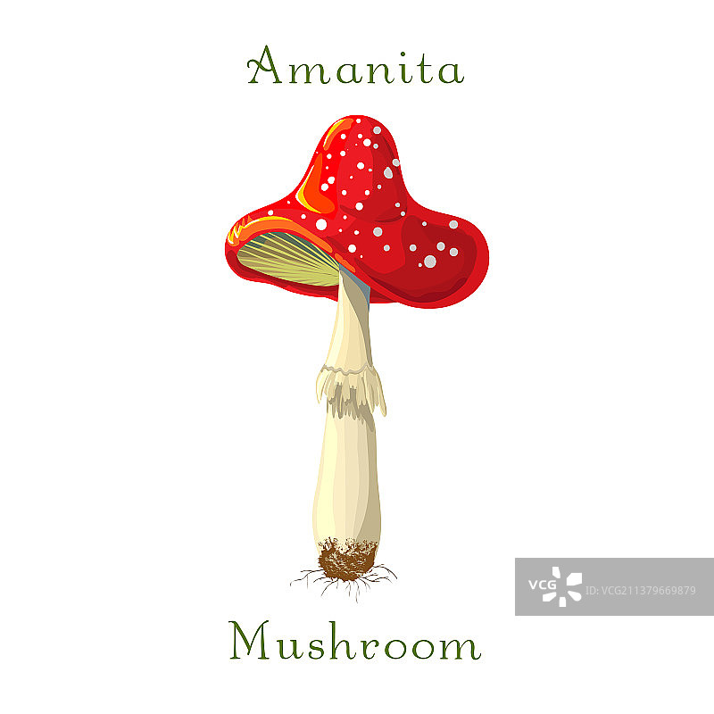 白色背景上的毒蝇伞图片素材