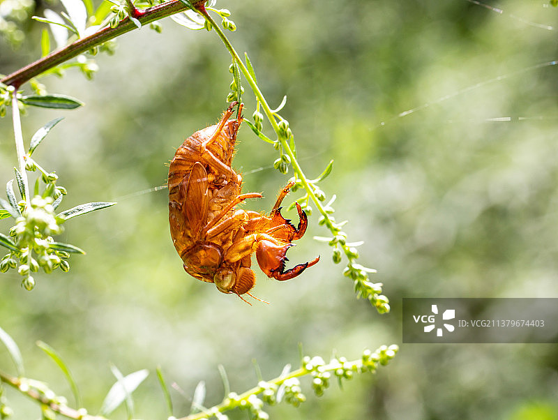 中国河南西部伏牛山区栖息繁衍的昆虫(微距摄影)图片素材