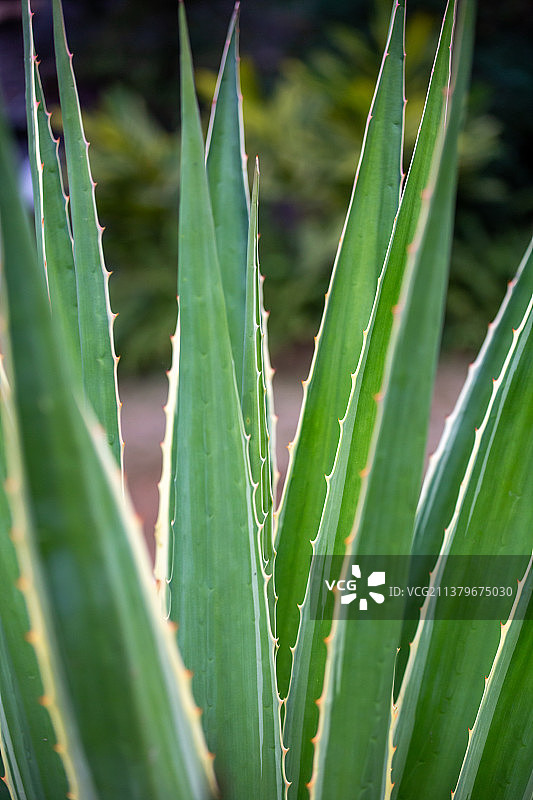 植物龙舌兰图片素材
