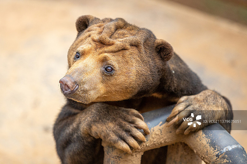 野生动物特写马来熊图片素材