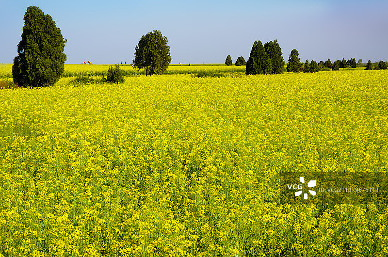 盛开的油菜花海图片素材