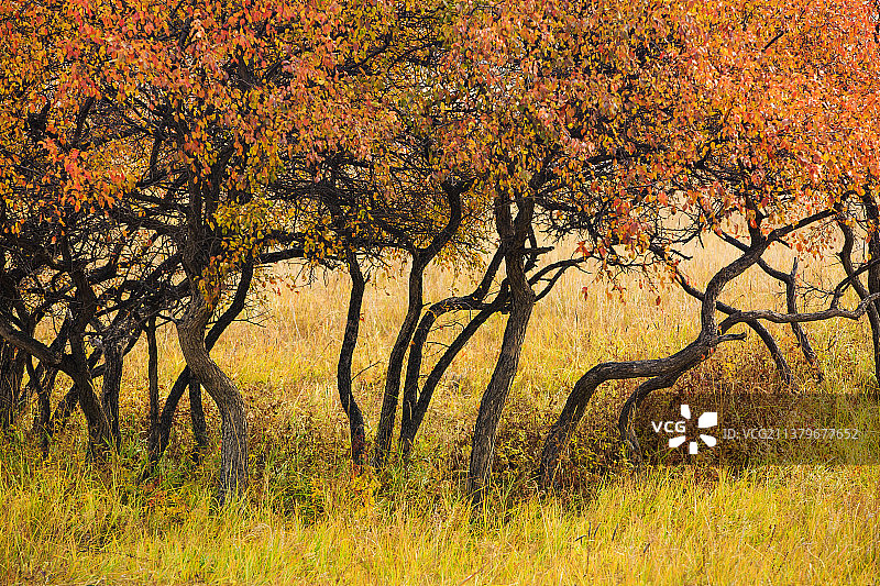 坝上草原秋色图片素材