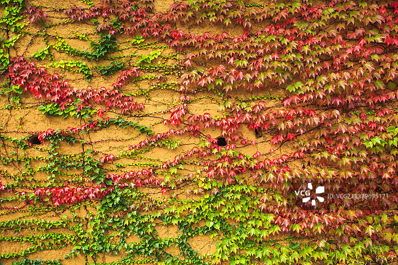 墙壁上的爬山虎图片素材