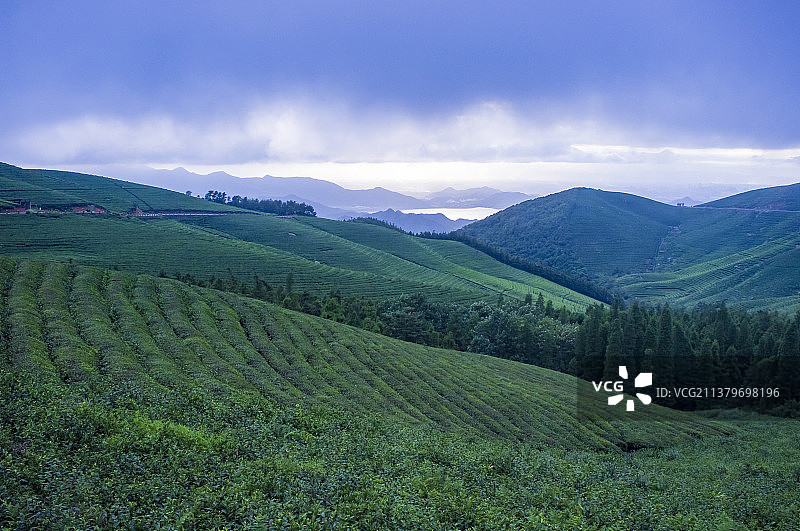 高山茶园图片素材