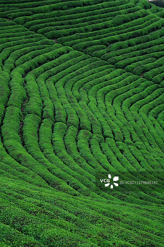 高山茶园图片素材