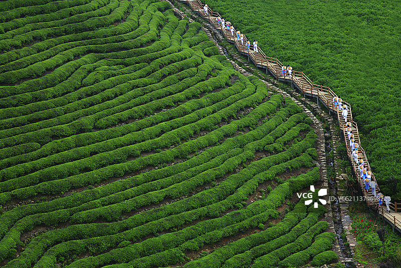 高山茶园图片素材