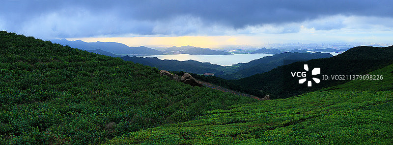 高山茶园图片素材