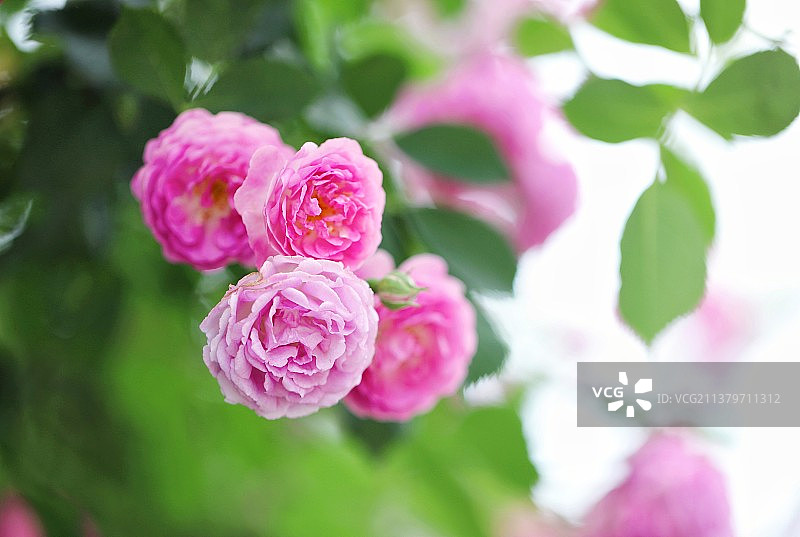 蔷薇花开，最爱粉色图片素材