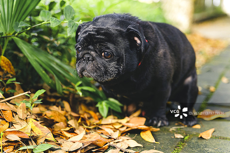 拉粑粑的巴哥犬图片素材