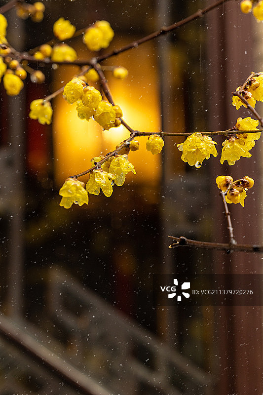 腊梅花开图片素材