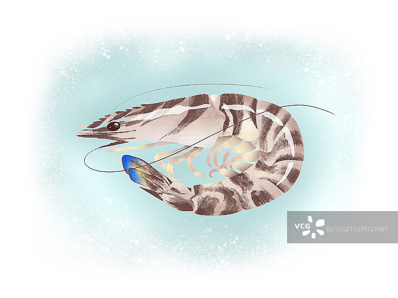 斑节虾图片素材