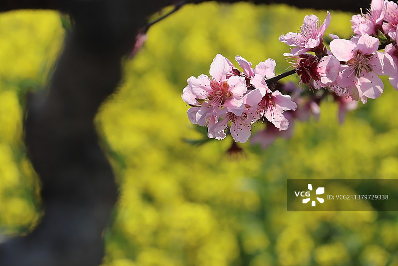 油菜花田桃花争艳图片素材