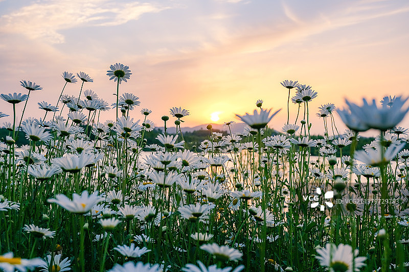 雏菊日落图片素材