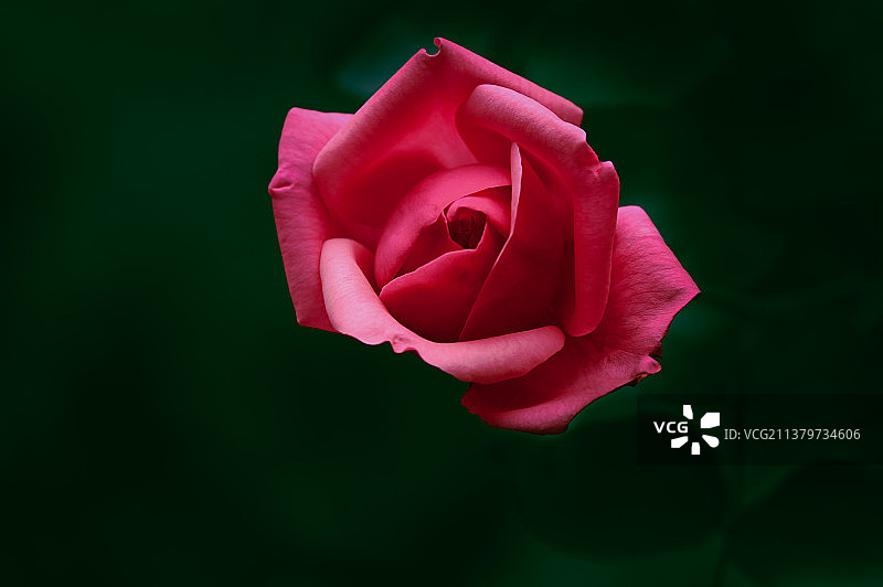 春天月季花玫瑰花晶莹剔透的水珠壁纸图片素材